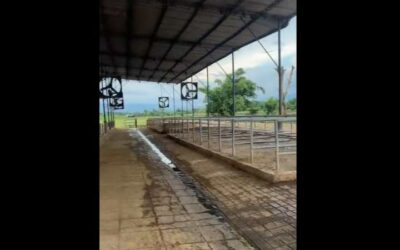 Ranchers Forced to Close Dairy Due to High Production Costs — Ganaderos se ven obligados a cerrar su lechería por alto costo de producción