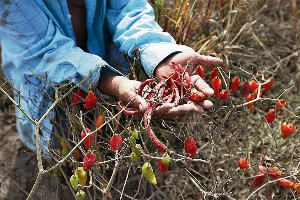 Food Scarcity to Continue Affecting Salvadoran Homes Until January 2024