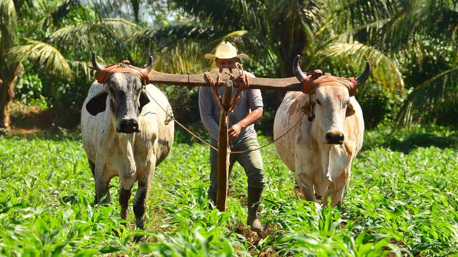 Agricultural Activity in El Salvador Fell 1.5% in the Second Quarter of 2023 — Actividad agrícola en El Salvador cayó 1.5% en el segundo trimestre de 2023