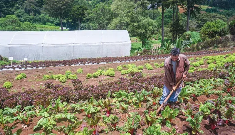 The “Hidden” Cost of Agri-food Exceeds $5,000 Million in El Salvador — El costo “oculto” de la agroalimentación supera los $5,000 millones en El Salvador
