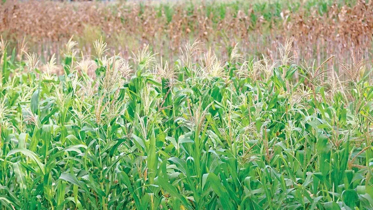 Corn and Bean Producers in El Salvador Lost $82 Million During 2023 — Productores de maíz y frijol en El Salvador perdieron $82 millones durante el 2023