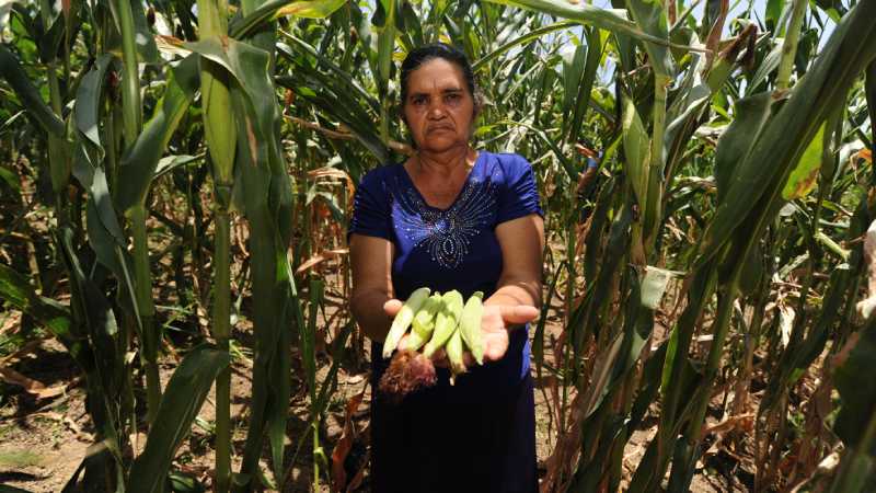 Ministry of Agriculture will have nearly $68 million less to operate in 2025 — Ministerio de Agricultura tendrá casi $68 millones menos para operar en 2025