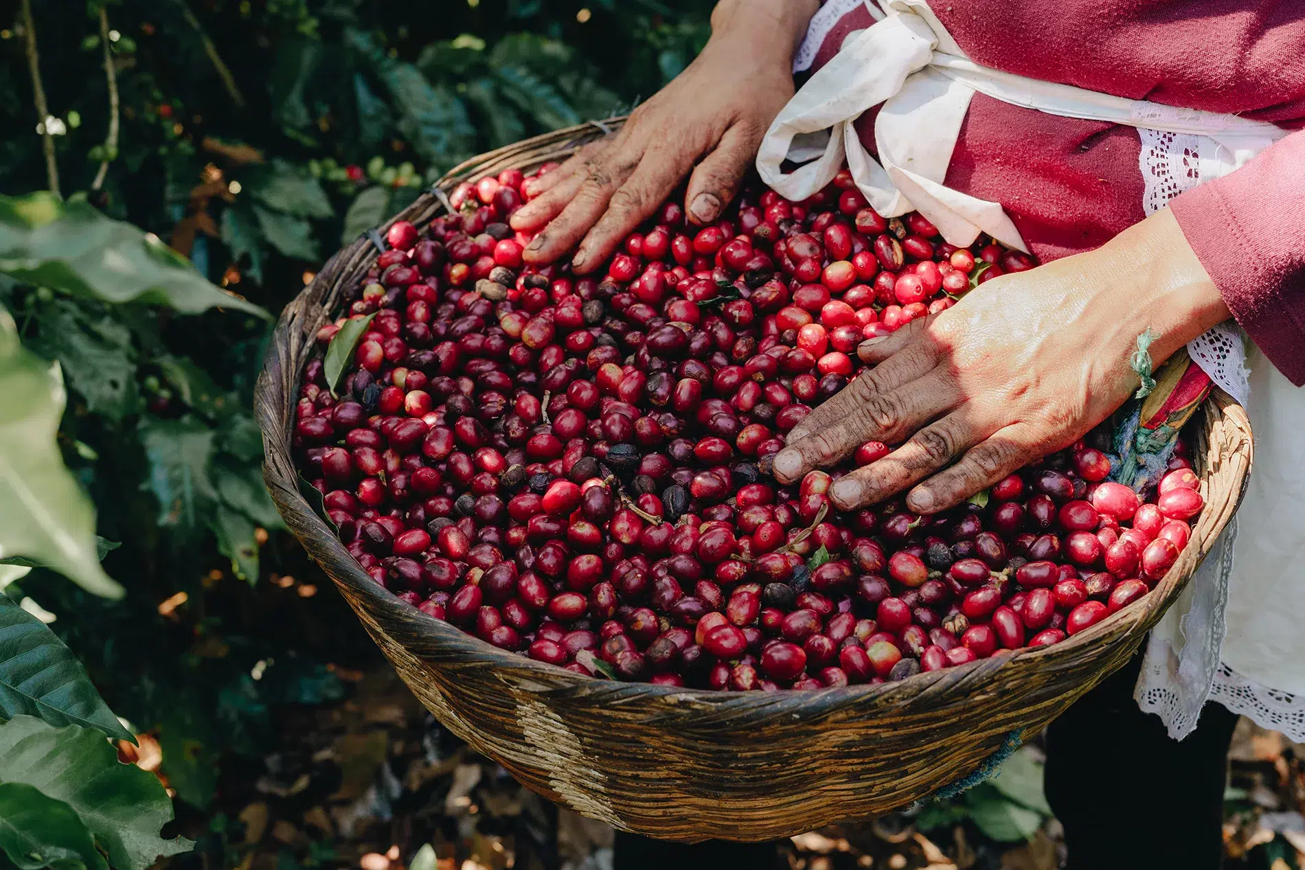 Salvadoran coffee exports fall 50.2% in 2023-2024 harvest — Exportaciones del café salvadoreño caen 50.2 % en cosecha 2023-2024