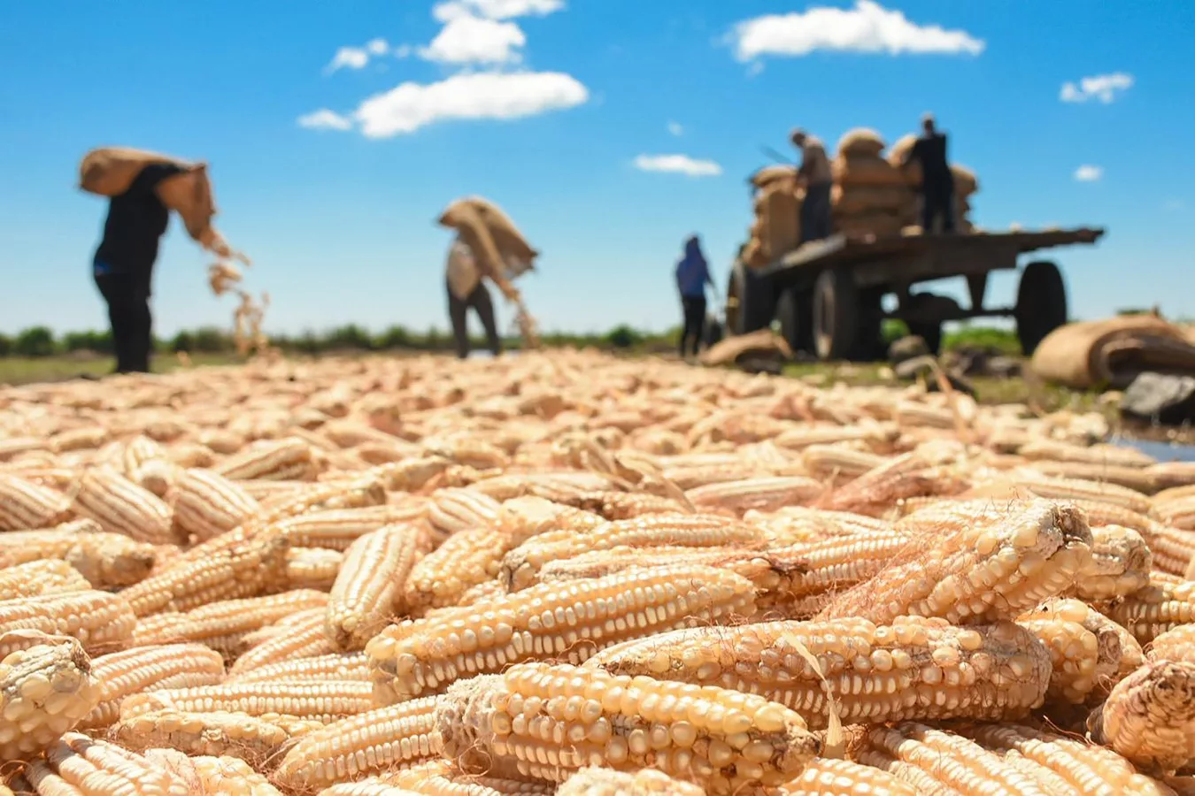 Removing corn tariffs did not control prices and increased importers’ profits — Quitar los aranceles al maíz no controló los precios y aumentó las ganancias de los importadores