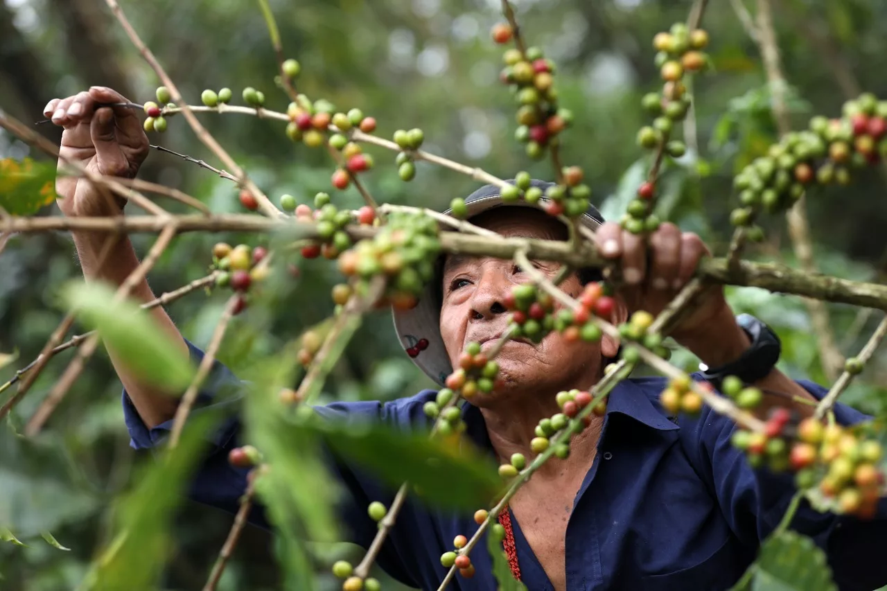 El Salvador's 2023-2024 coffee harvest drops by over 150,000 quintals