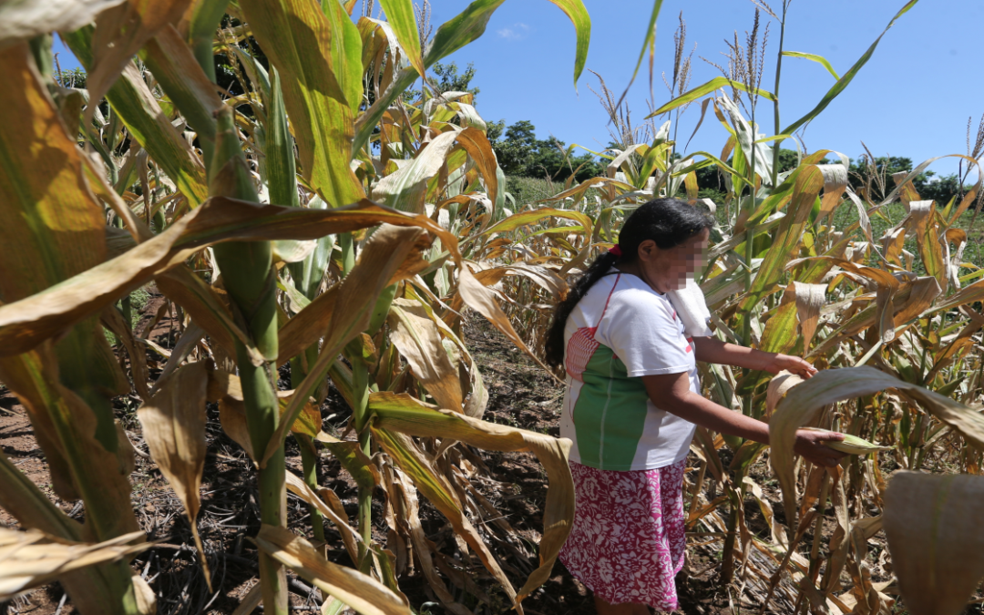 El Niño Ravages the Dry Corridor: 590,000 Salvadorans in Need of Food Aid in 2024 — Los estragos de El Niño en el Corredor Seco: 590,000 salvadoreños necesitarían ayuda alimentaria en 2024