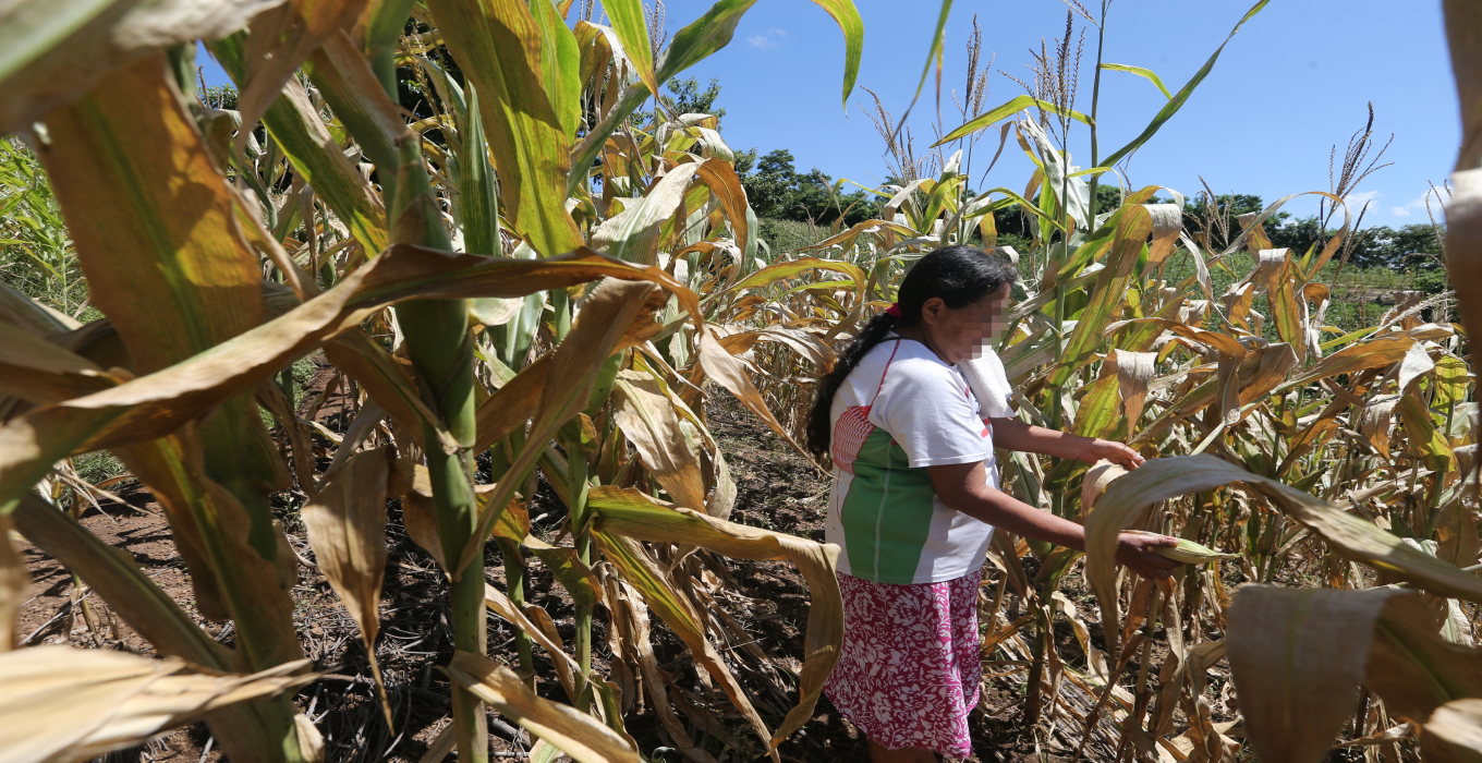 El Niño Ravages the Dry Corridor: 590,000 Salvadorans in Need of Food Aid in 2024 — Los estragos de El Niño en el Corredor Seco: 590,000 salvadoreños necesitarían ayuda alimentaria en 2024