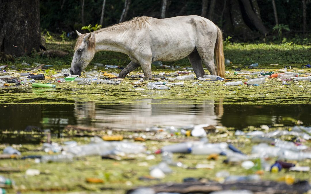 “The environmental policy is to have no policy”: Ecologists fear a dark future in El Salvador — “La política ambiental es no tener política”: los ecologistas temen un futuro oscuro en El Salvador