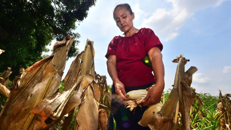 Removing Tariffs for 10 Years Will Hit Local Production, Especially in Corn, Experts Say