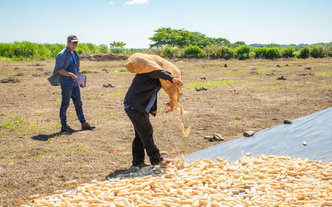 More than $590 Million in Basic Grains Lost Due to Climate — Más de $590 millones en granos básicos perdidos por el clima