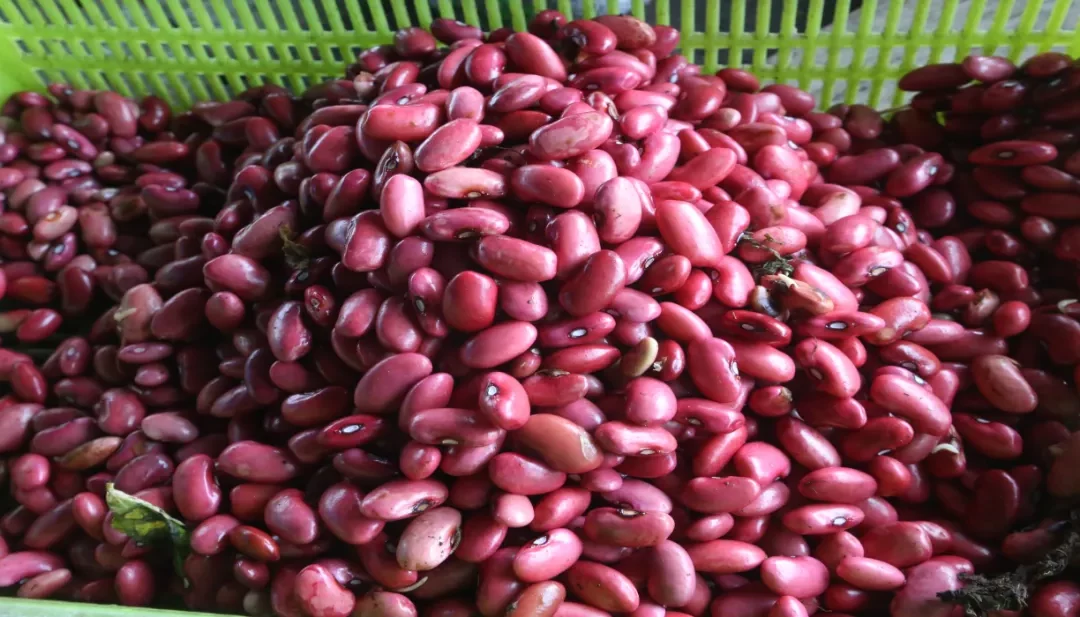 Three Million Salvadorans Grapple with Food Insecurity, FAO Reports — Tres millones de salvadoreños viven con inseguridad alimentaria, según FAO