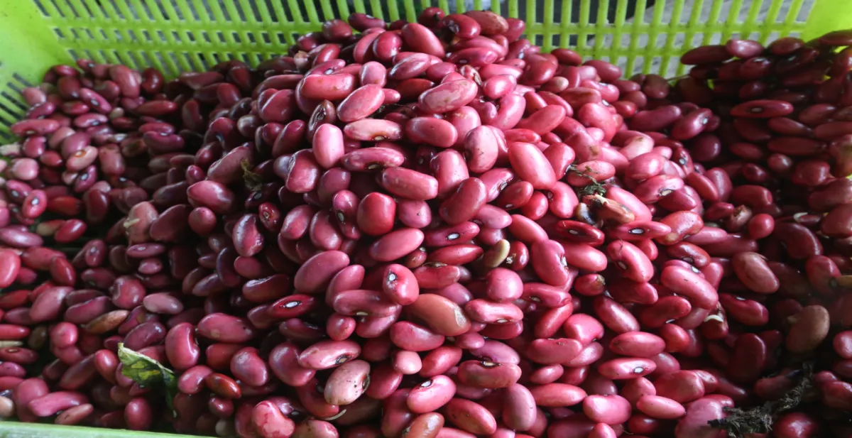 Estimated Deficit of 750,000 Quintals of Beans in the Current Harvest in El Salvador — Estiman déficit de 750,000 quintales de frijol en la actual cosecha de El Salvador