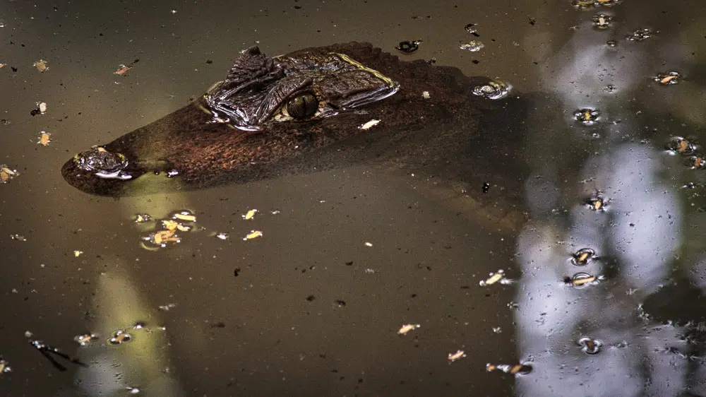 Salvadoran Government Absent at Biodiversity Summit