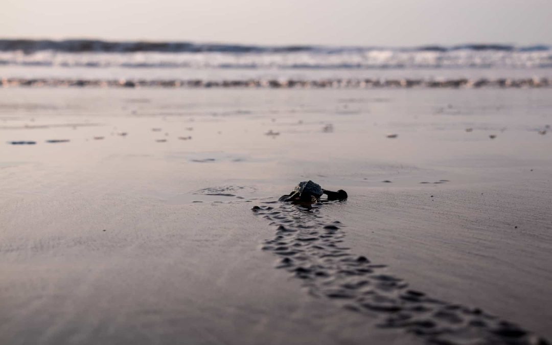 Withdrawal of Programs for Marine Turtle Conservation and Police Harassment Reported in El Icacal, La Unión — Denuncian el retiro de programas para conservar tortugas marinas y acoso policial en El Icacal, La Unión