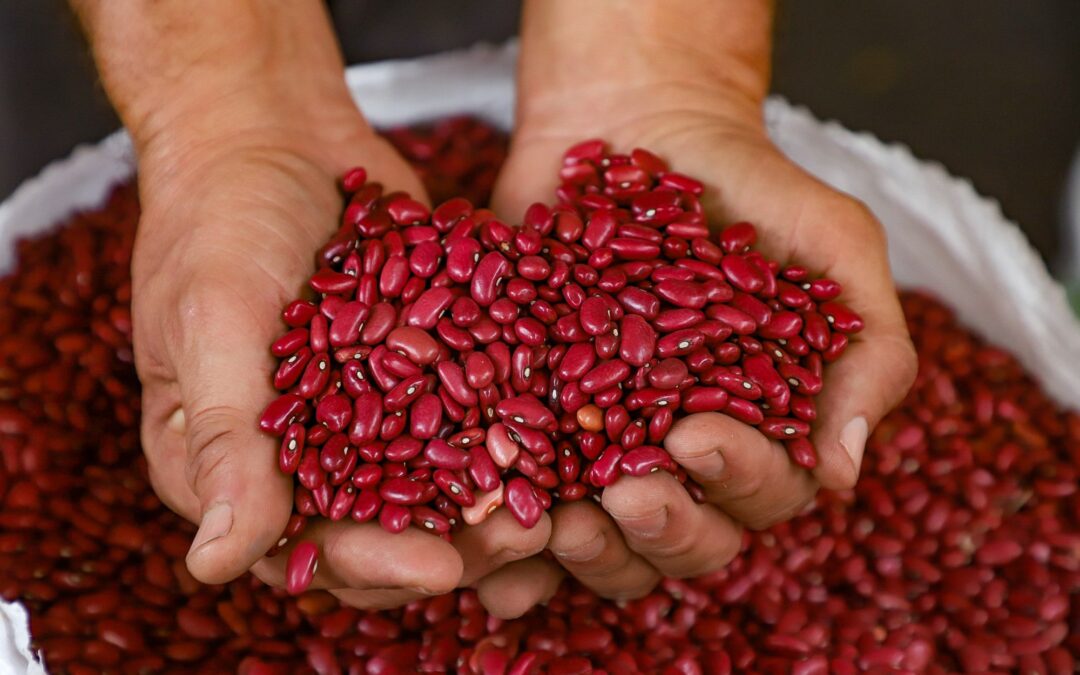 Staple Grain Production to Fall Short of Domestic Demand This Year, CAMPO Warns — Producción de granos básicos será insuficiente para cubrir demanda nacional este año, advierte CAMPO