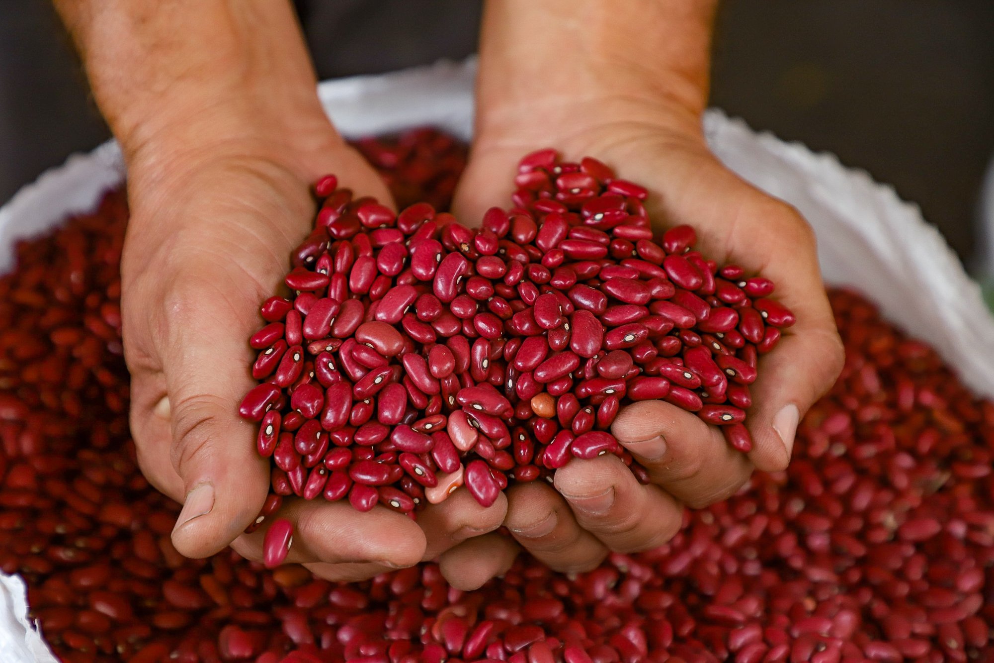 “The outlook for this year is not encouraging”: Beans in El Salvador will Last Until June — “El panorama para este año no es alentador”: Frijol en El Salvador alcanzará hasta junio