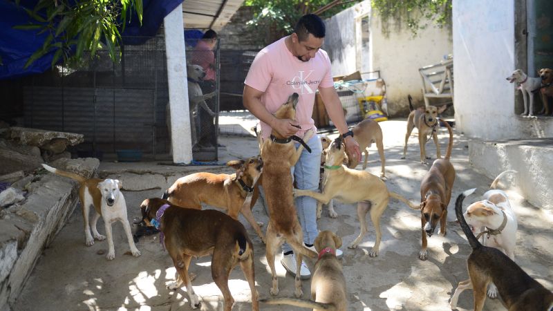 After IBA Closure, Promise of Support for Animal Shelters and  Million Forgotten — Tras cierre del IBA, promesa de apoyar refugios de animales y  millones está en el olvido