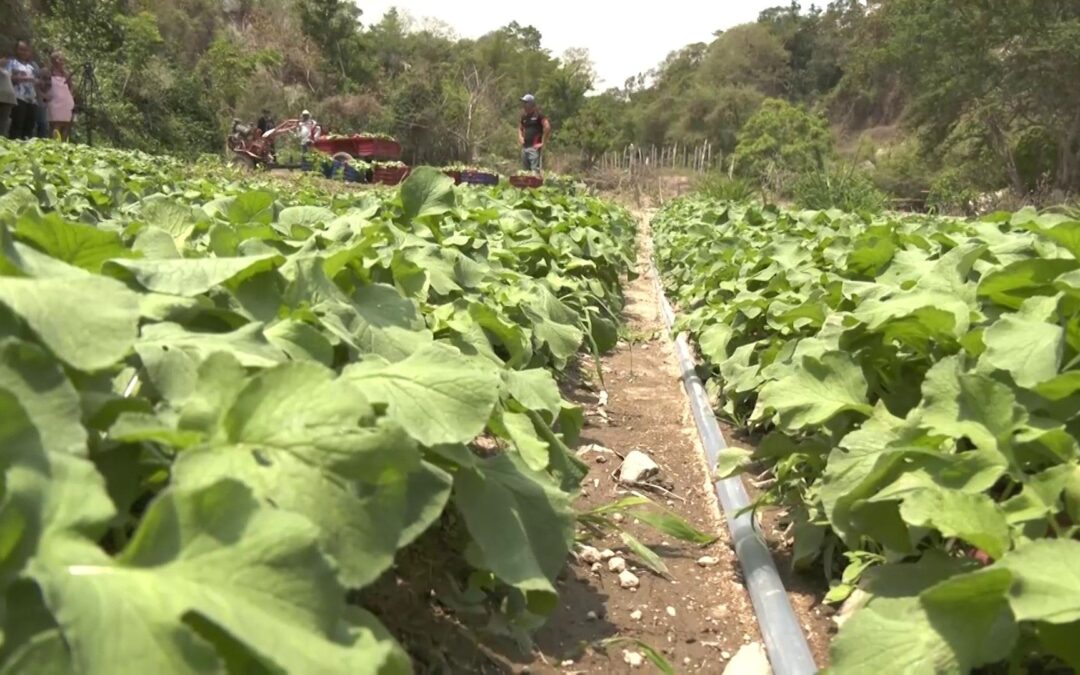 El Salvador: Governmental Neglect of Agriculture is Driving the Country Toward a Food Crisis — El Salvador: El abandono gubernamental de la agricultura está llevando al país hacia una crisis alimentaria