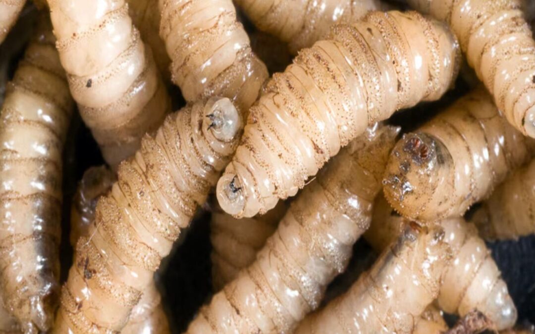 First Human Case of New World Screwworm in US Traced to El Salvador — El primer caso de gusano barrenador en humanos en EEUU llegó desde El Salvador