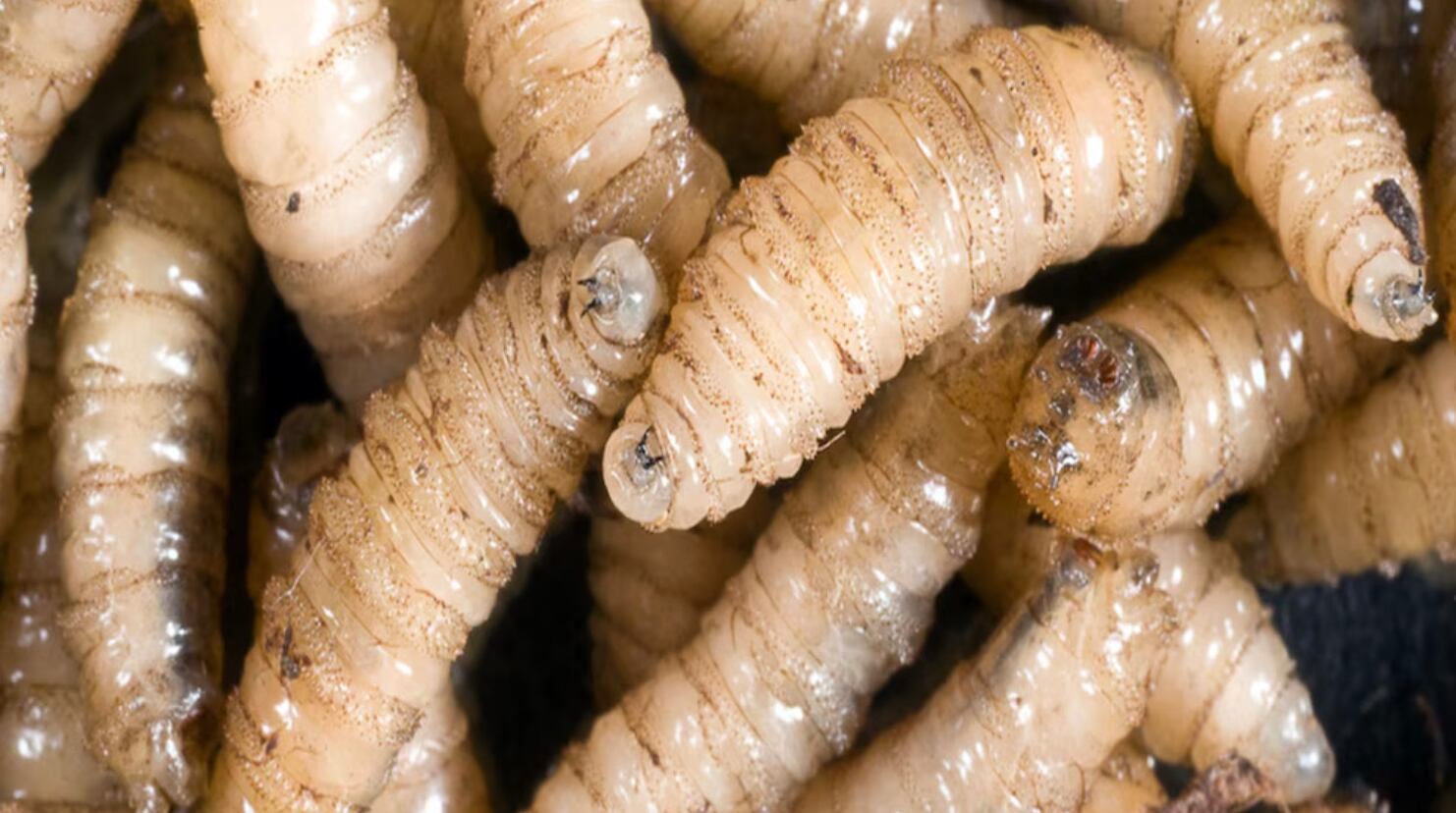 San Salvador Accounts for 47.9% of Screwworm Cases — San Salvador, con el 47.9 % de casos de gusano barrenador