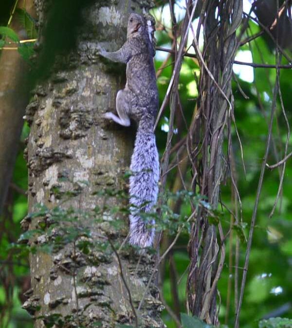 New CIFCO to Rise in Finca El Espino Nature Area — Construirán nuevo CIFCO en área natural de la Finca El Espino
