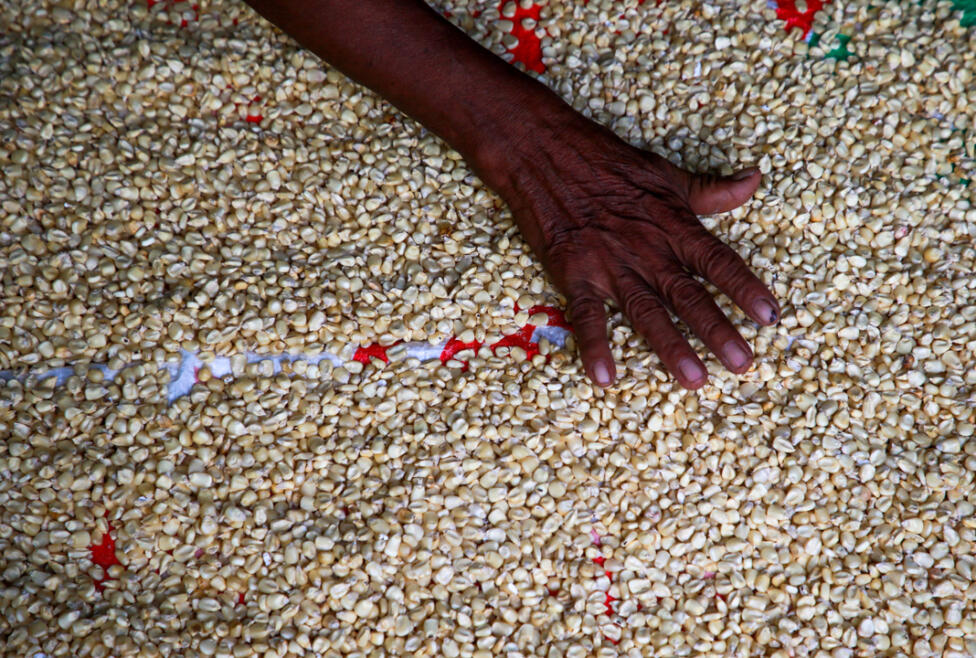 Sowing Without Certainty: When Climate Imperils Indigenous Roots in El Salvador — Sembrar sin certeza: cuando el clima amenaza las raíces indígenas en El Salvador