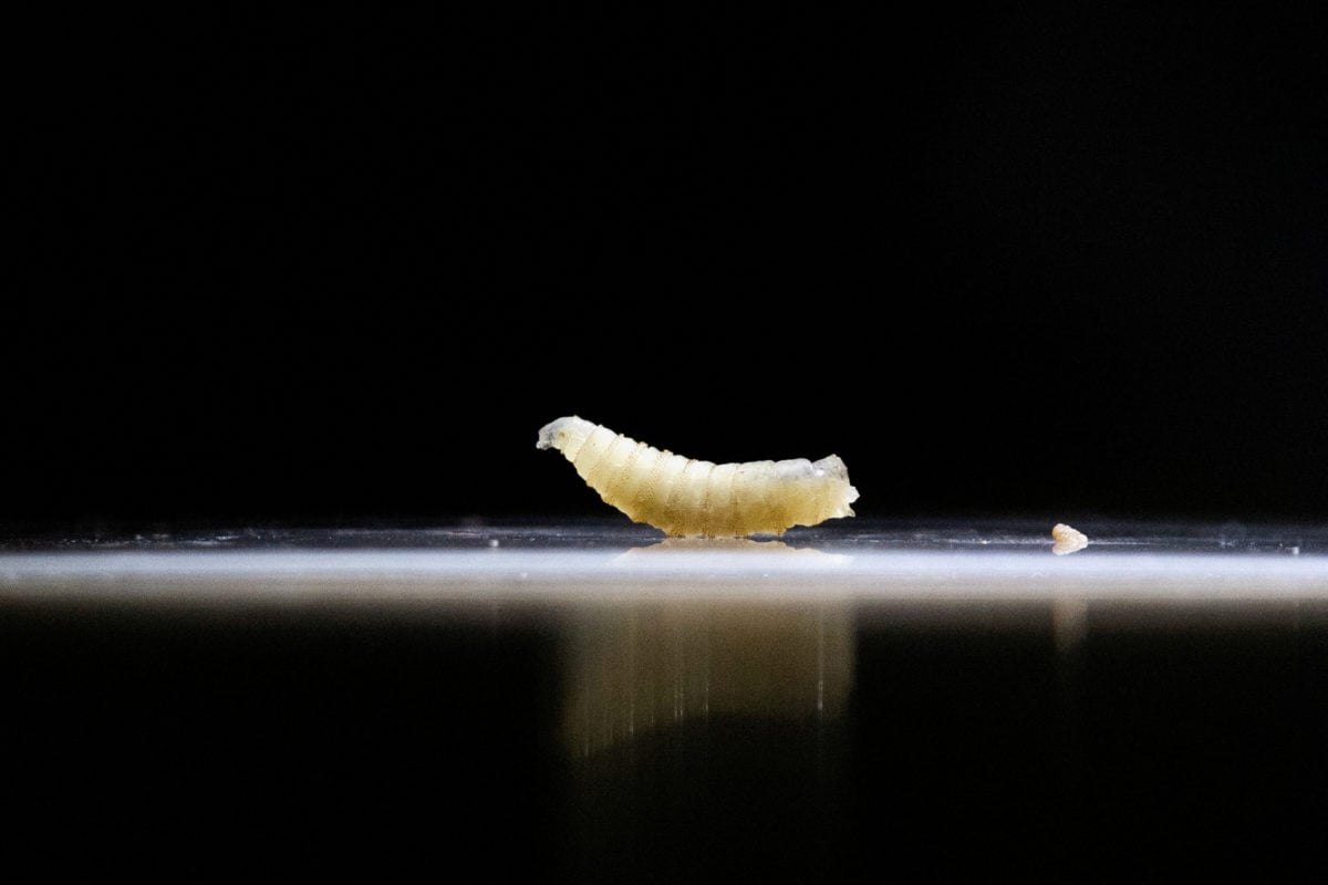 Person in U.S. diagnosed with flesh-eating screwworm after travel to El Salvador — Diagnostican en Estados Unidos a una persona con el gusano barrenador carnívoro tras un viaje a El Salvador