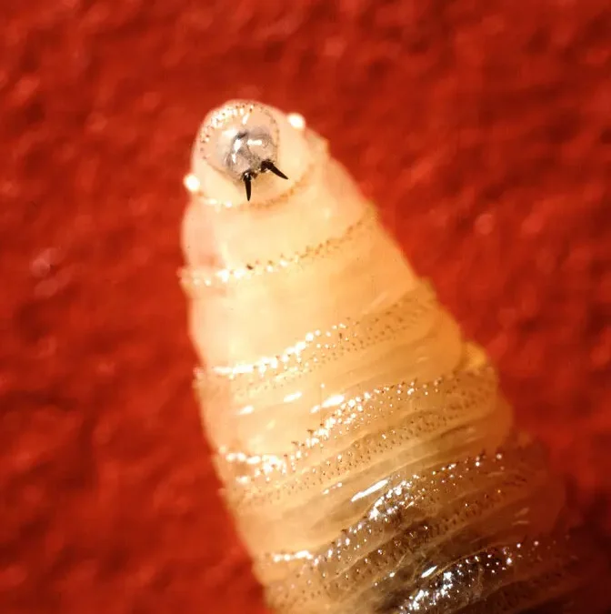 Human Case of Flesh-Eating Screwworm Reported in Maryland — Reportan en Maryland un caso humano del gusano barrenador ‘comecarne’