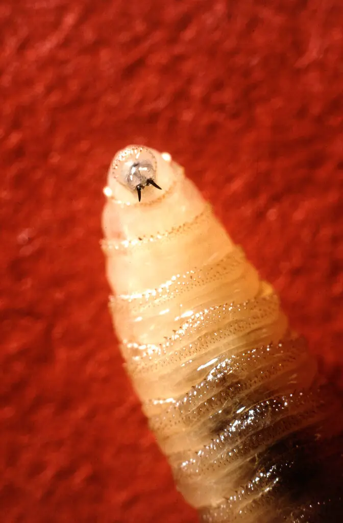 Human Case of Flesh-Eating Screwworm Reported in Maryland — Reportan en Maryland un caso humano del gusano barrenador ‘comecarne’