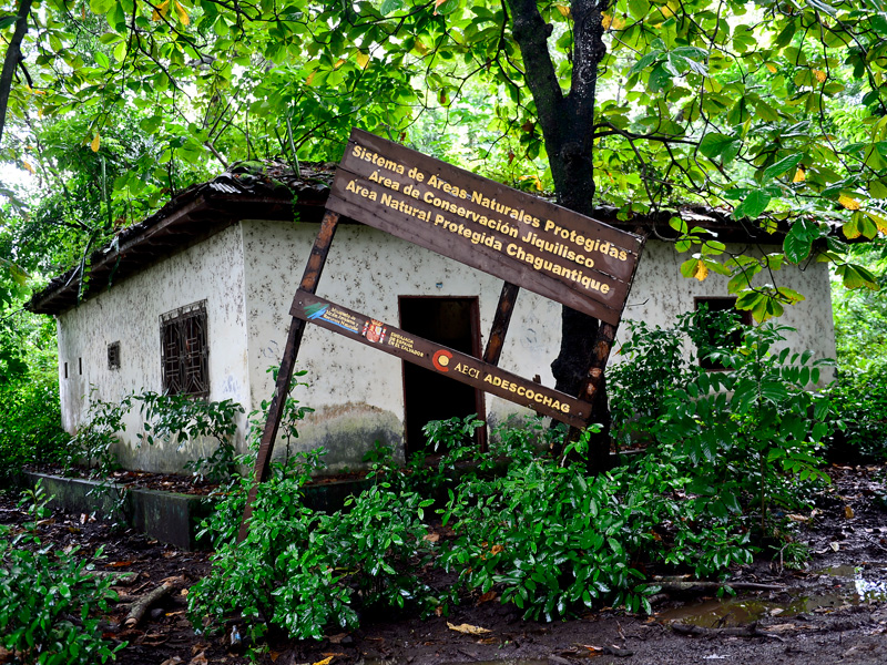 El Salvador’s Last Spider Monkey Refuge Lies Neglected — El último refugio del mono araña en el país está en abandono
