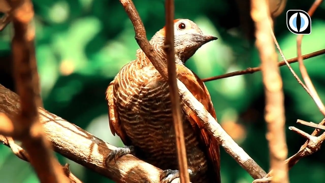 The Vanishing Song of El Espino — El canto en extinción de El Espino