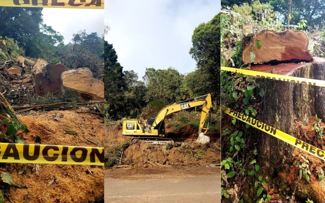 Deforestation Reported in Cerro Verde Protected Natural Area — Denuncian deforestación en zona natural protegida Cerro Verde
