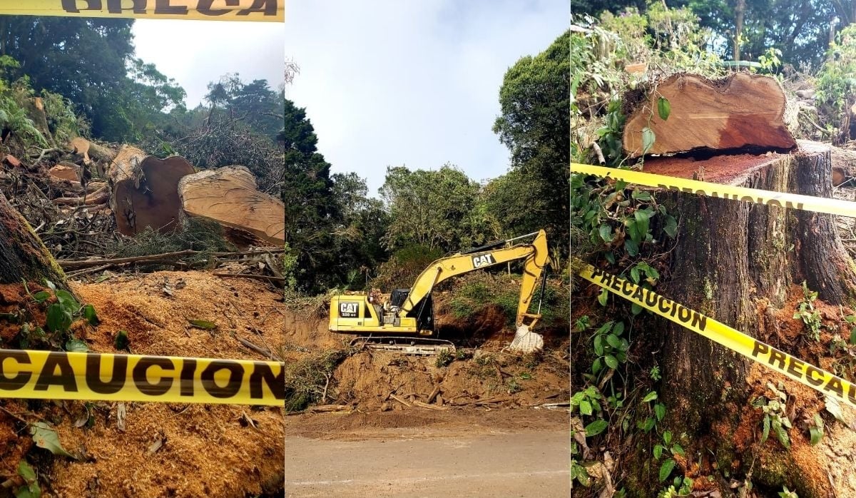 Deforestation Reported in Cerro Verde Protected Natural Area — Denuncian deforestación en zona natural protegida Cerro Verde