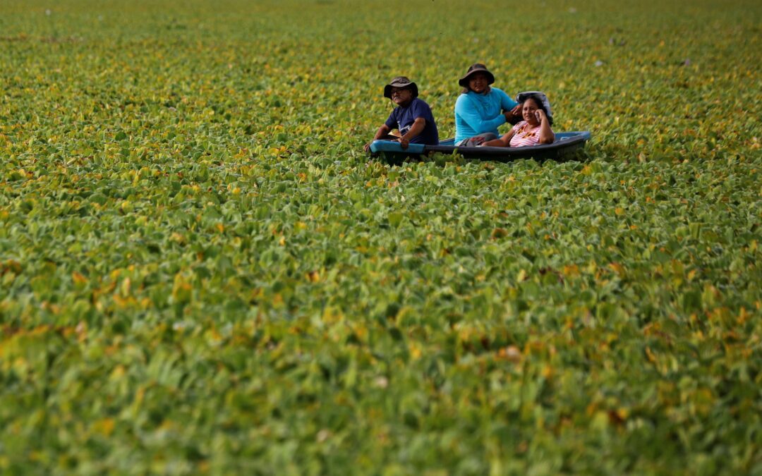 Water lettuce ‘plague’ threatens livelihoods for thousands in El Salvador — Lechuga acuática, la planta invasora que pone en riesgo a miles de familias en El Salvador