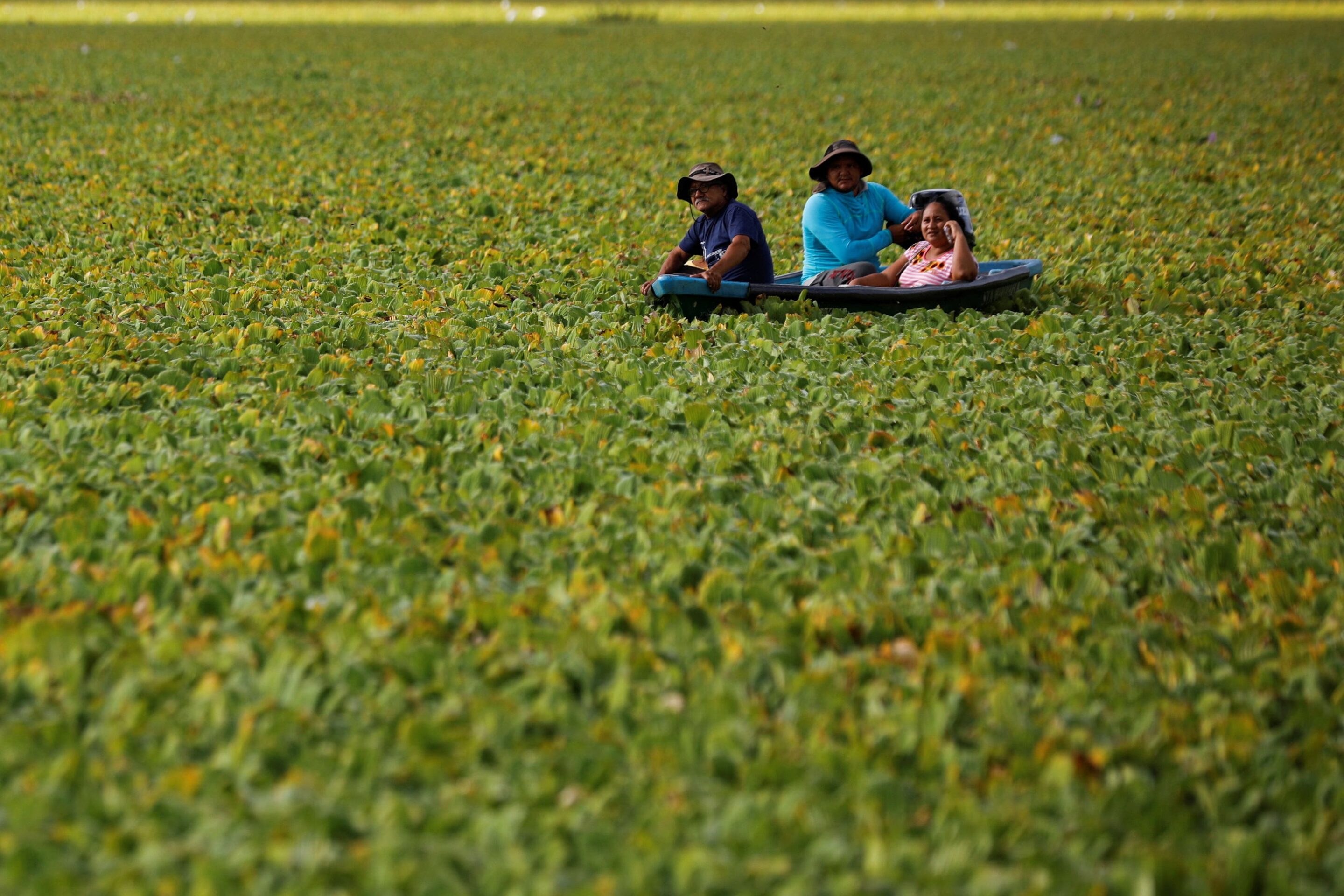 Water lettuce ‘plague’ threatens livelihoods for thousands in El Salvador — Lechuga acuática, la planta invasora que pone en riesgo a miles de familias en El Salvador