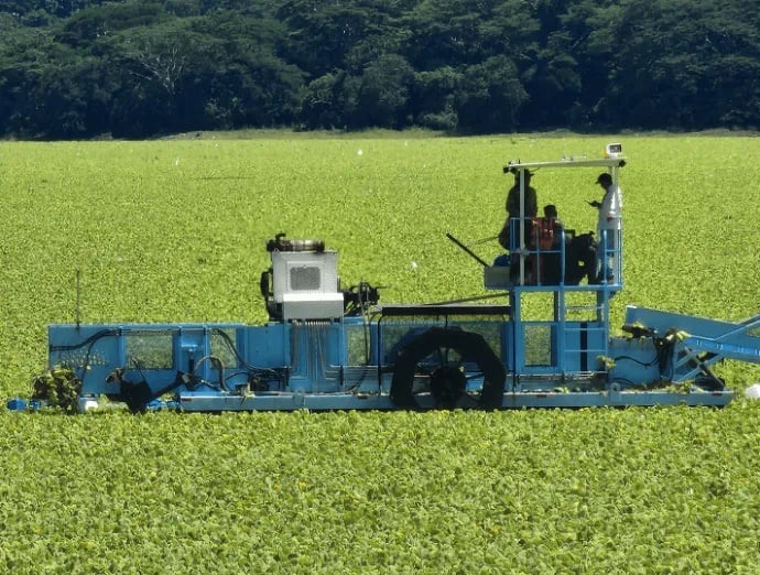 “We Sought Help to Curb the Water Lettuce, but No One Lent a Hand Until Tourism Took a Hit”: Suchitlán Fishermen — “Buscamos ayuda para aminorar la ninfa de agua y nadie nos dio la mano, hasta que afectó el turismo”: pescadores del Suchitlán