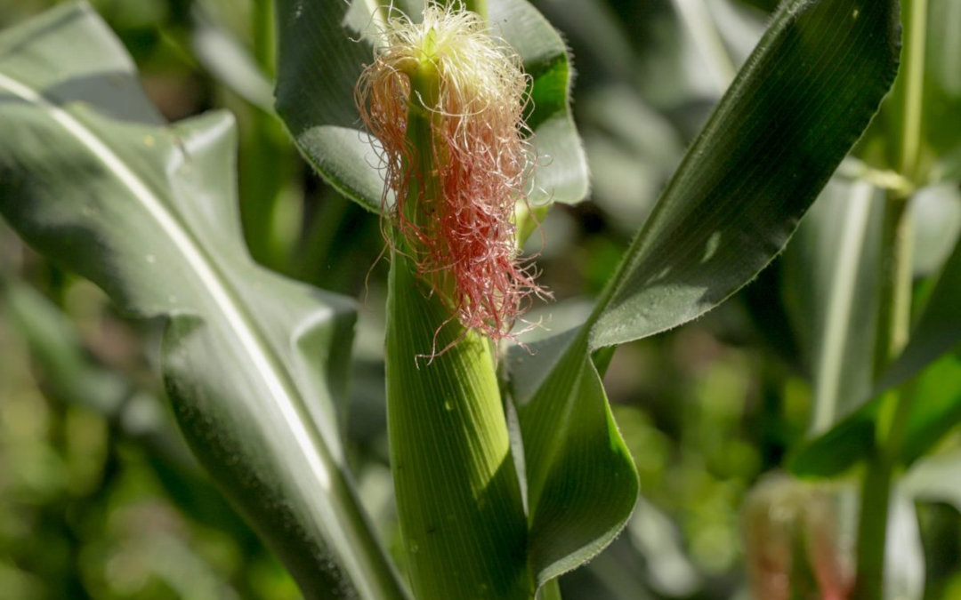 Corn Falls Short of Demand in El Salvador, Revealing Crisis, Says CAMPO — El maíz no cubre la demanda en El Salvador y evidencia crisis, según CAMPO