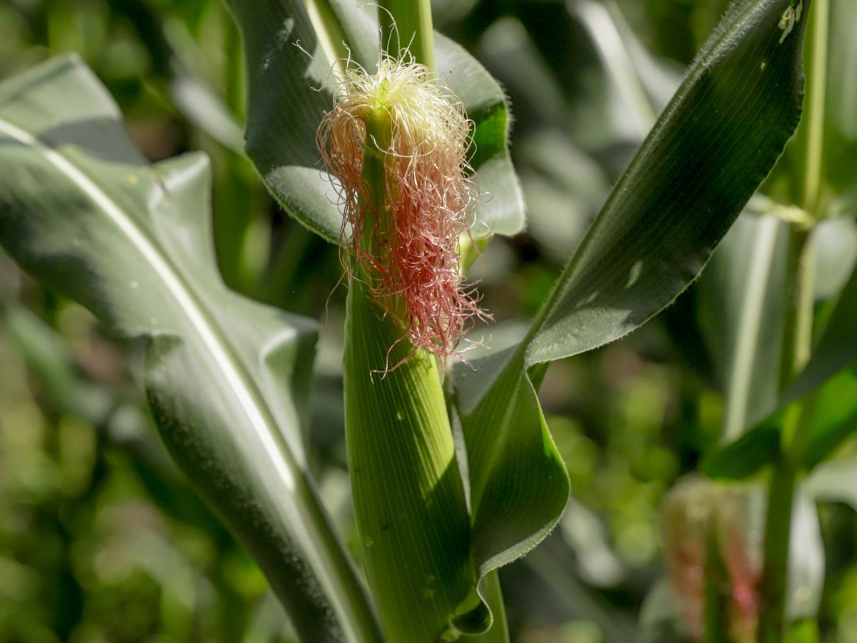 Corn Falls Short of Demand in El Salvador, Revealing Crisis, Says CAMPO — El maíz no cubre la demanda en El Salvador y evidencia crisis, según CAMPO