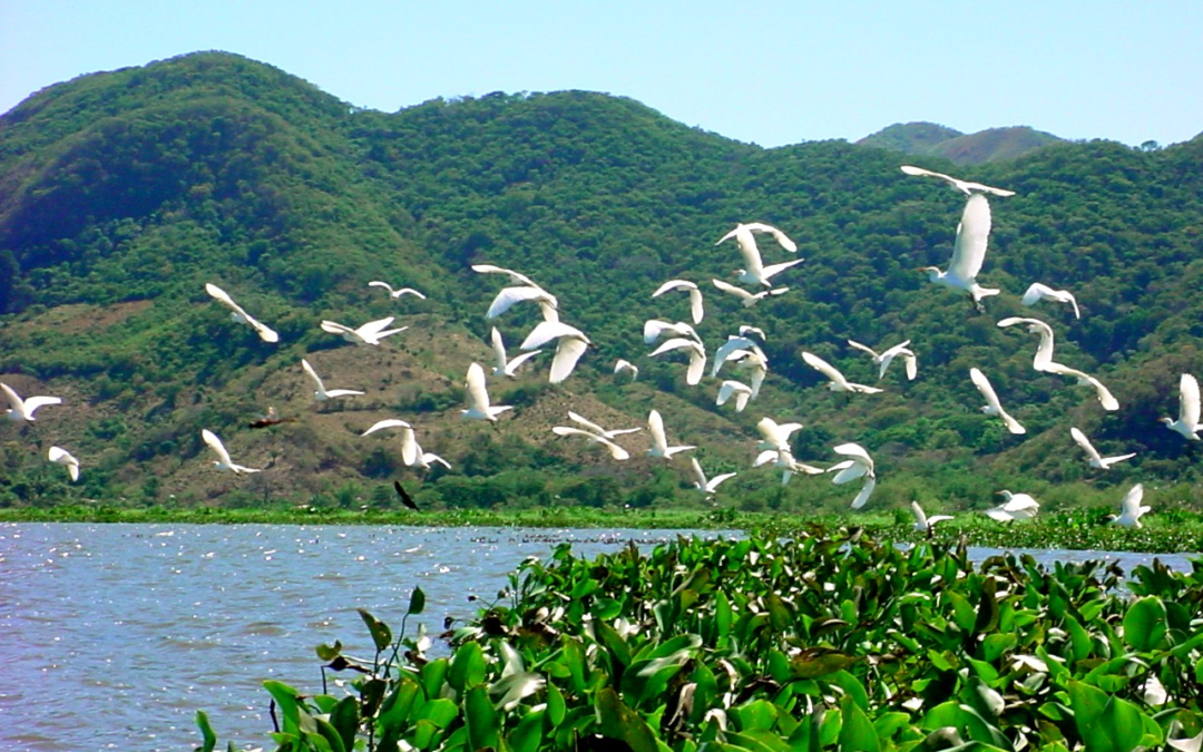 Environmentalists Denounce Criminalization Over Defense of Natural Resources Against Unchecked Exploitation — Ambientalistas denuncian criminalización por defensa de los recursos ante explotación indiscriminada