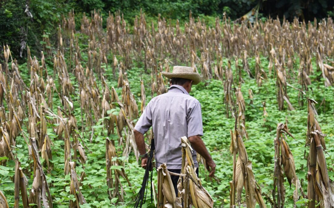 Government and UN Agencies Create Anticipatory Plan for Drought Risk in El Salvador — Gobierno y agencias de la ONU crean plan anticipatorio por riesgo de sequía en El Salvador