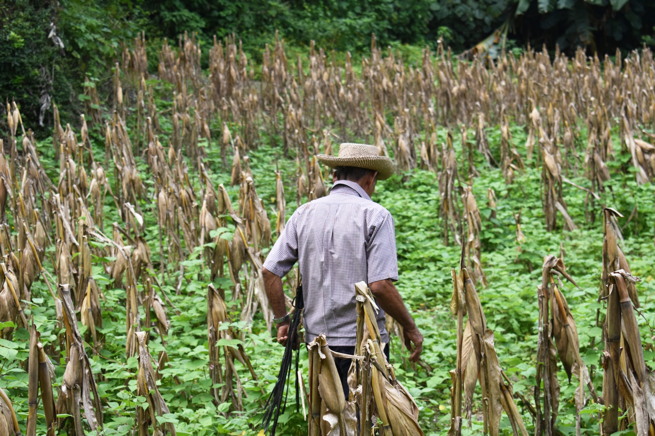 Government and UN Agencies Create Anticipatory Plan for Drought Risk in El Salvador — Gobierno y agencias de la ONU crean plan anticipatorio por riesgo de sequía en El Salvador