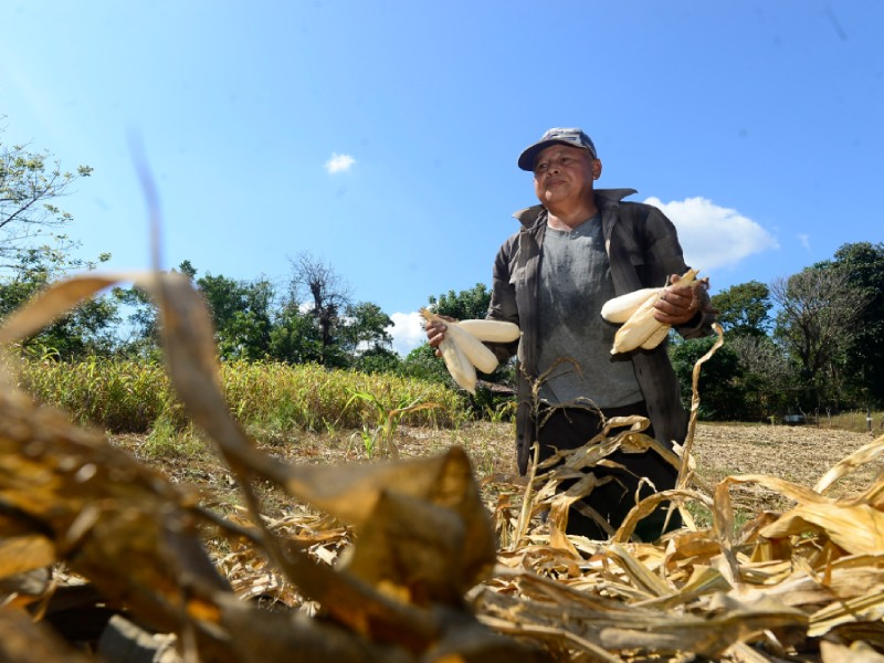 Producers warn El Niño could prevent late-season planting this year — Productores advierten que fenómeno de El Niño podría impedir la siembra postrera este año