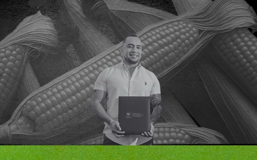 Misleading: MAG talks about ensuring the corn supply, but imports keep rising — Engañoso: MAG habla de asegurar abastecimiento de maíz, pero se importa cada vez más