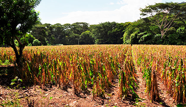 Food security and agricultural production will be affected by drought starting in May, WFP warns — Seguridad alimentaria y producción agrícola se verán afectadas desde mayo por la sequía, advierte PMA