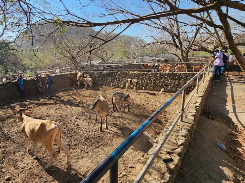 Agricultural producers may fall short of national demand due to climate events — Productores agropecuarios no cubrirían demanda nacional por fenómenos climáticos
