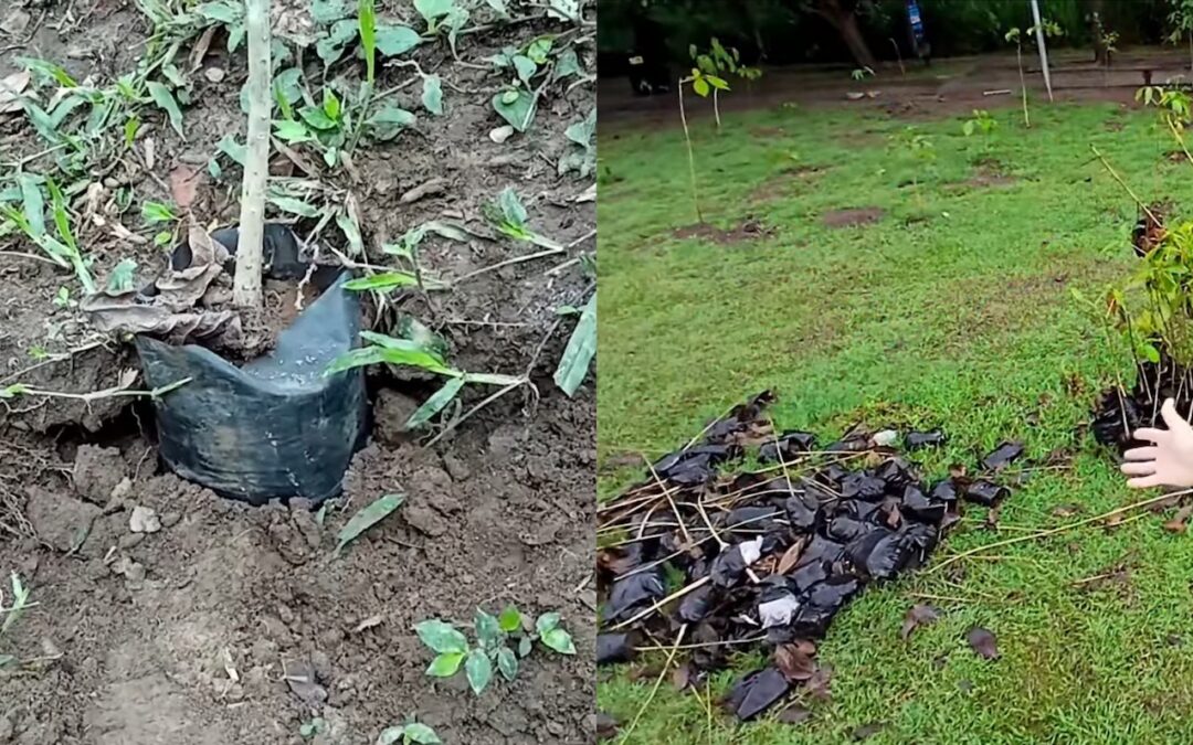 Journalist shows trees left untransplanted or planted in bags at Bicentenario Park — Periodista muestra árboles sin trasplantar o plantados con bolsas en el Bicentenario