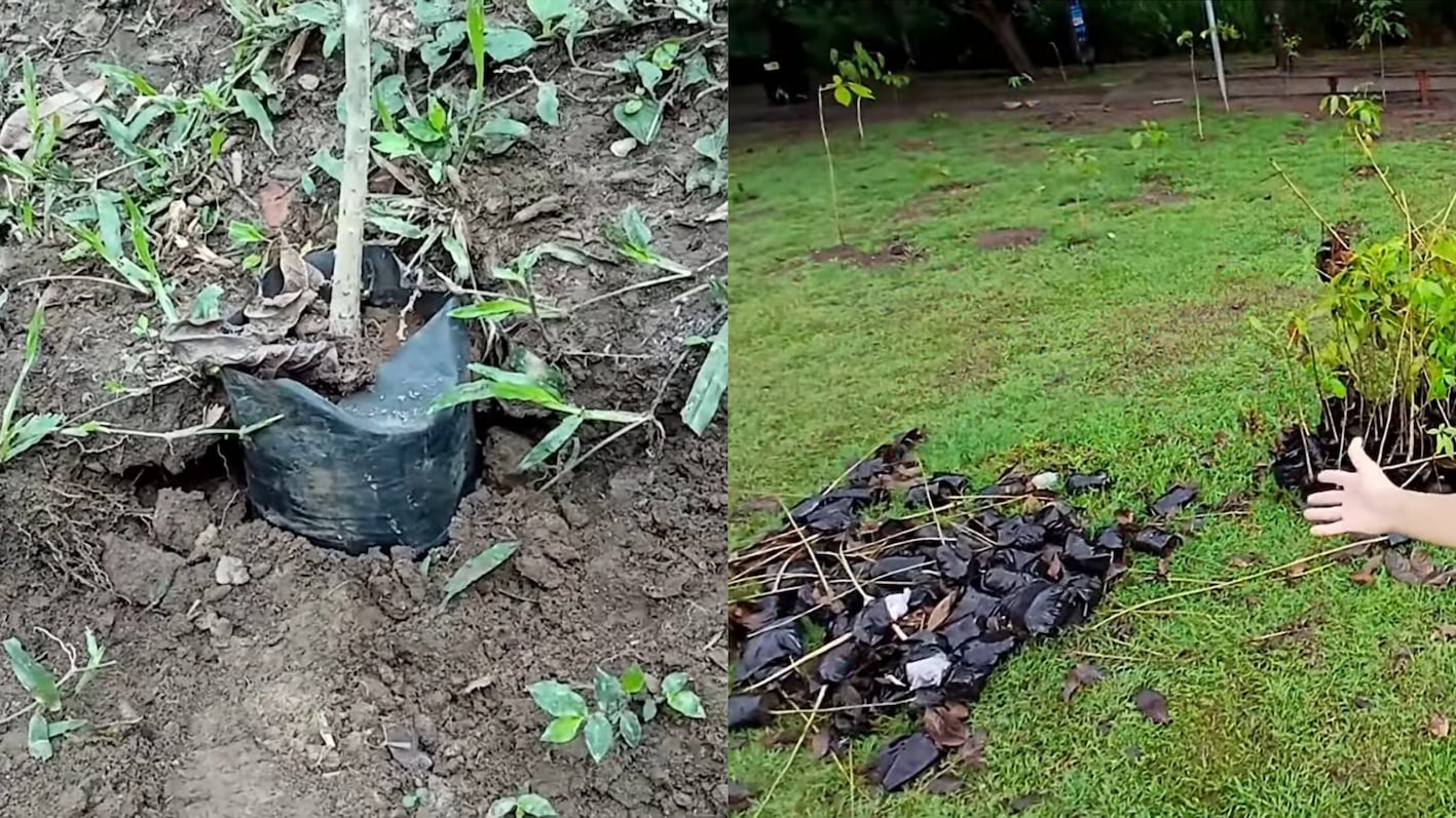 Journalist shows trees left untransplanted or planted in bags at Bicentenario Park — Periodista muestra árboles sin trasplantar o plantados con bolsas en el Bicentenario