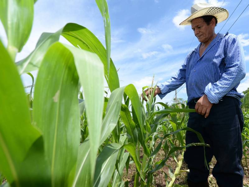 Subsistence farmers in the east have already exhausted their food reserves, alert network warns — Agricultores de subsistencia en oriente ya agotaron sus reservas de alimentos, advierte red de alerta
