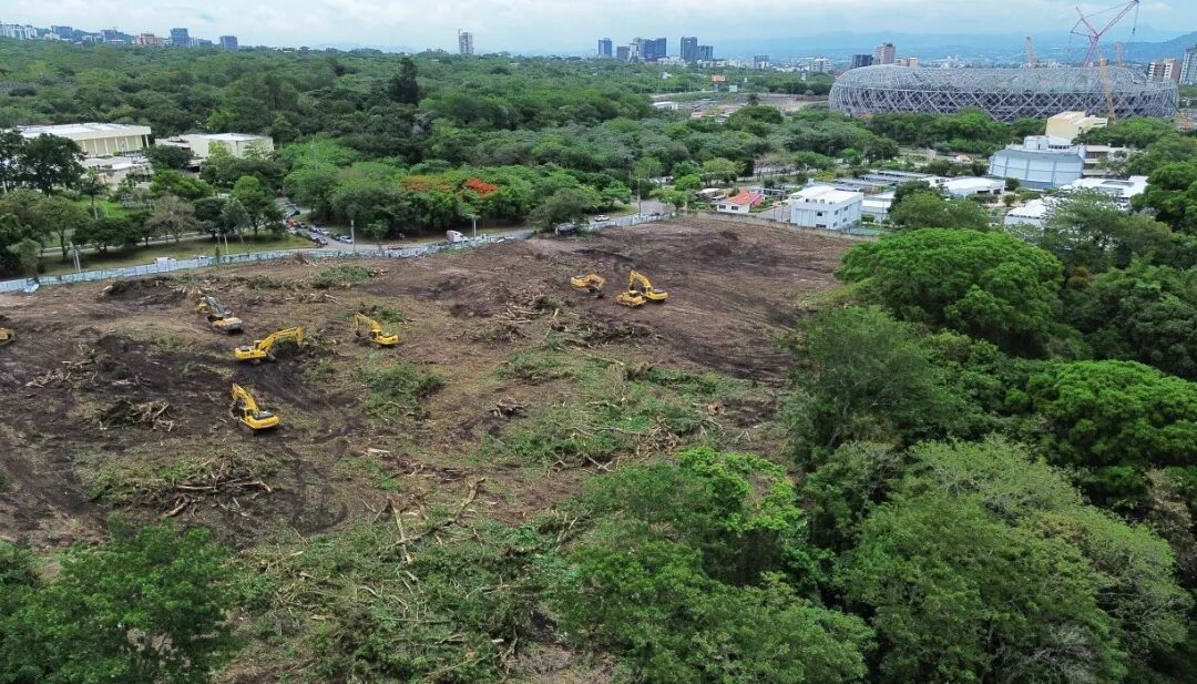 Todos Somos El Espino responds to government: “Planting new trees does not replace the mature trees that were cut down” — Todos Somos El Espino responde a Gobierno: “Sembrar nuevos árboles no reemplaza los árboles adultos talados”