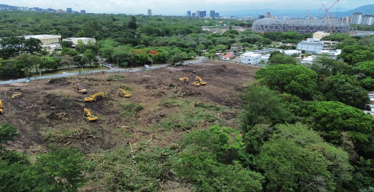 Todos Somos El Espino responds to government: “Planting new trees does not replace the mature trees that were cut down” — Todos Somos El Espino responde a Gobierno: “Sembrar nuevos árboles no reemplaza los árboles adultos talados”